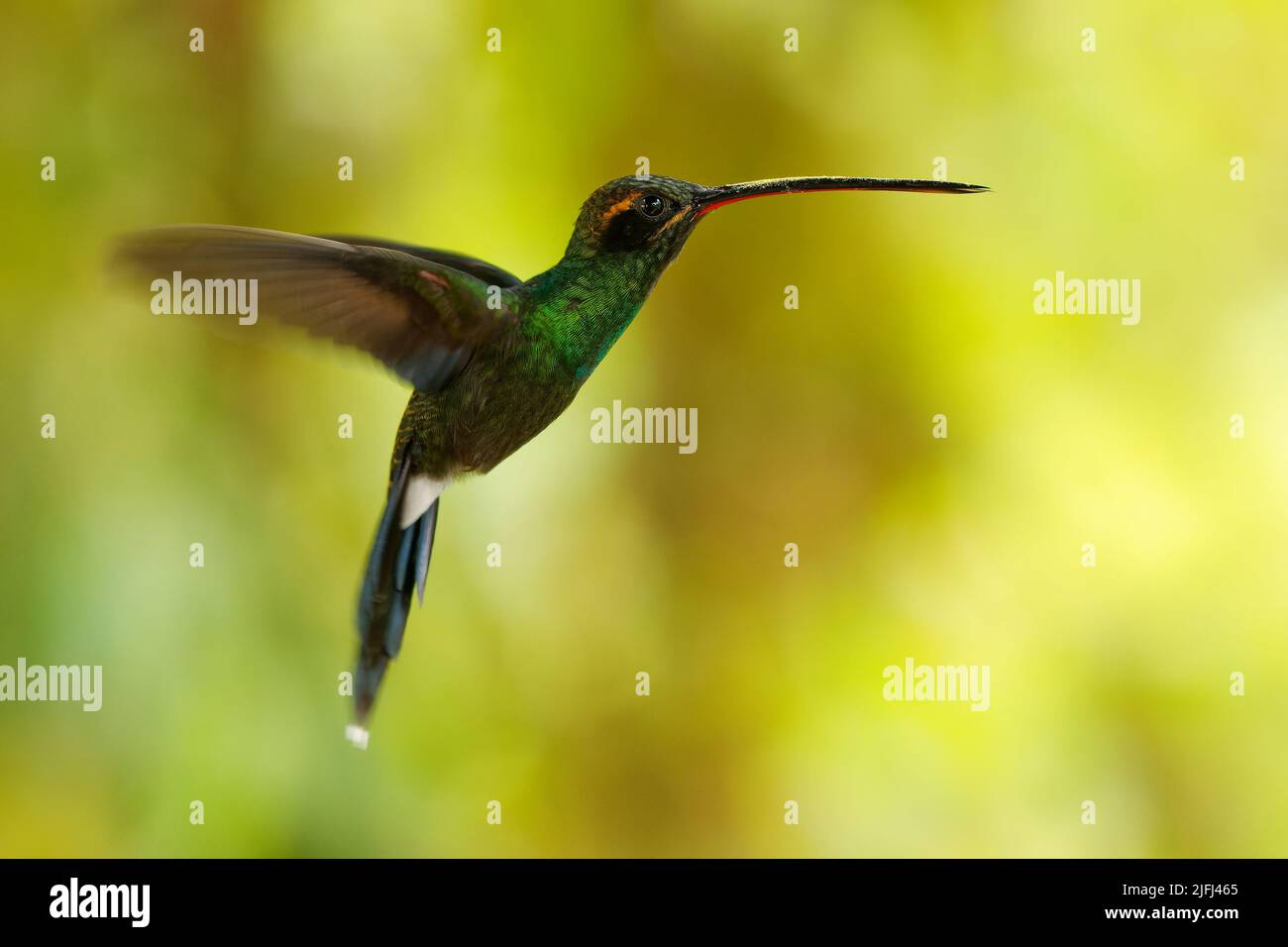 Hermit a whiskered bianco - haethornis yaruqui hummingbird in Trochilidae, trovato in Colombia ed Ecuador, becco lungo per nettare, coda lunga affilata, aperto w Foto Stock