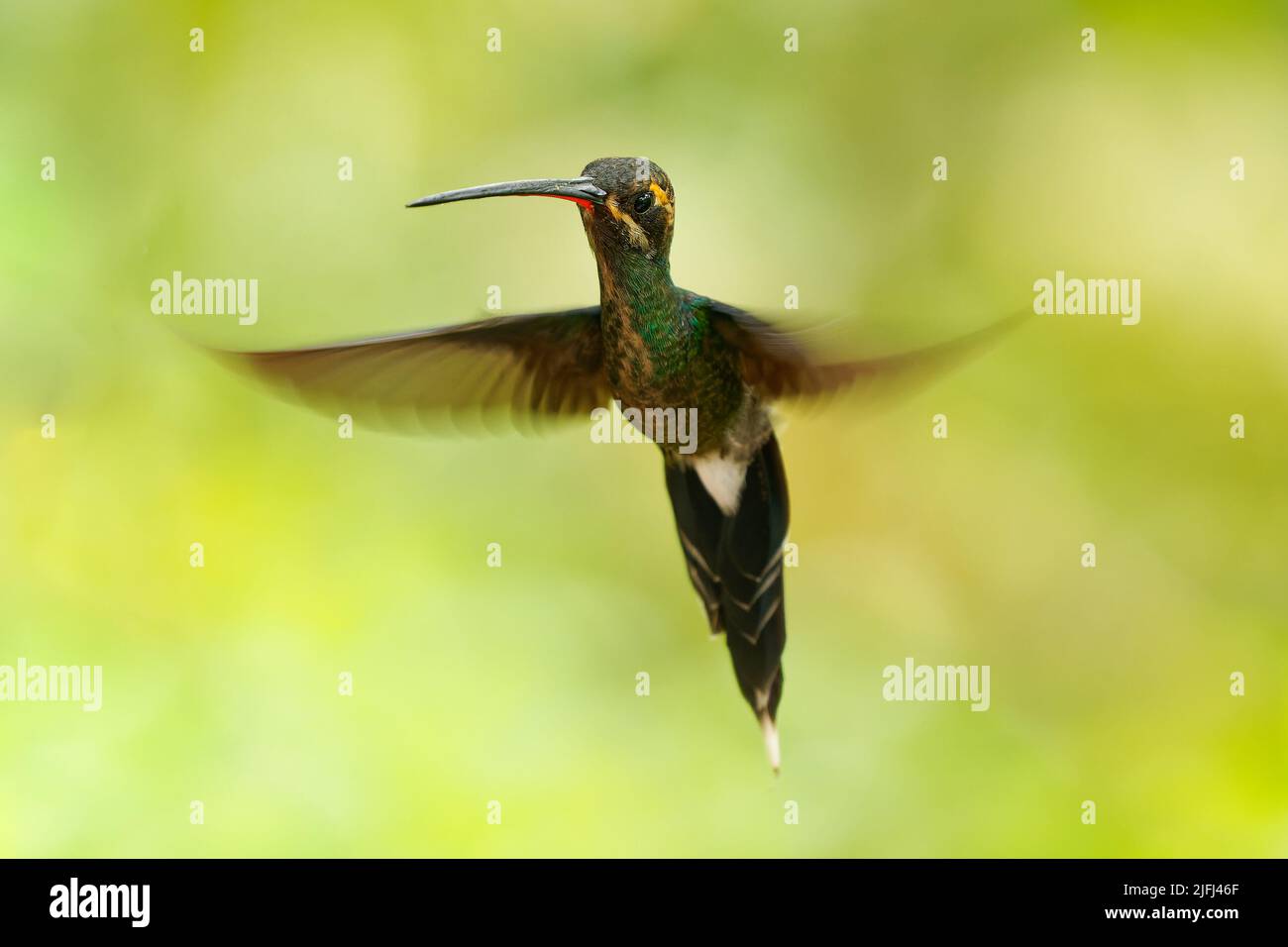Hermit a whiskered bianco - haethornis yaruqui hummingbird in Trochilidae, trovato in Colombia ed Ecuador, becco lungo per nettare, coda lunga affilata, aperto w Foto Stock