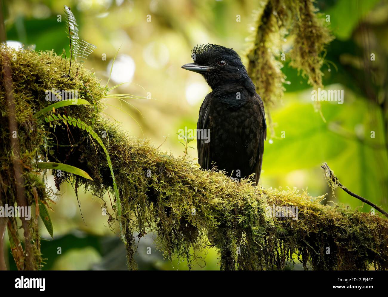 Umbrellabird a batello lungo - Cephalopterus penduliger, Cotingidae, nomi spagnoli includono pajaro bolson, pajaro toro, dungali e vaca del monte, raro b Foto Stock