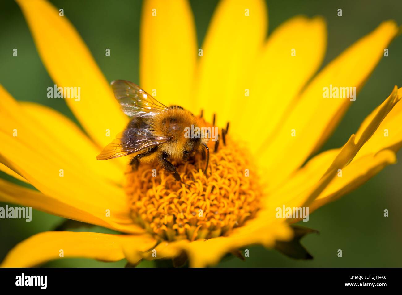 Ape selvaggia che alimenta su un fiore giallo Foto Stock