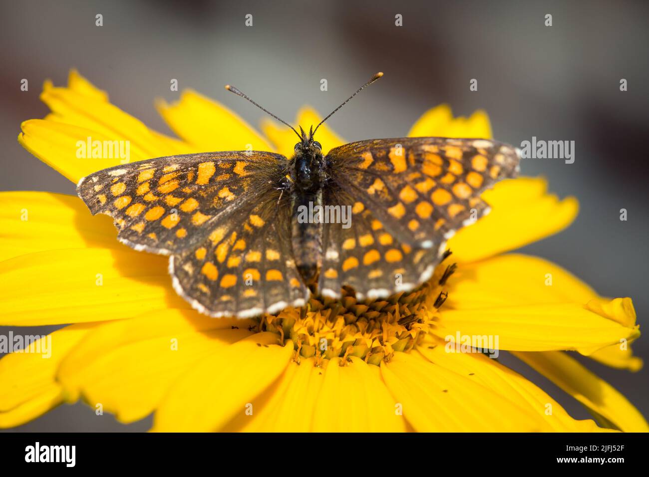 Farfalla di Eath fritillary (Melitaea athalia) Foto Stock