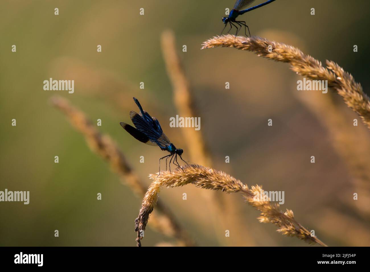 Nastrare demoiselle (Calopteryx splendens) Foto Stock