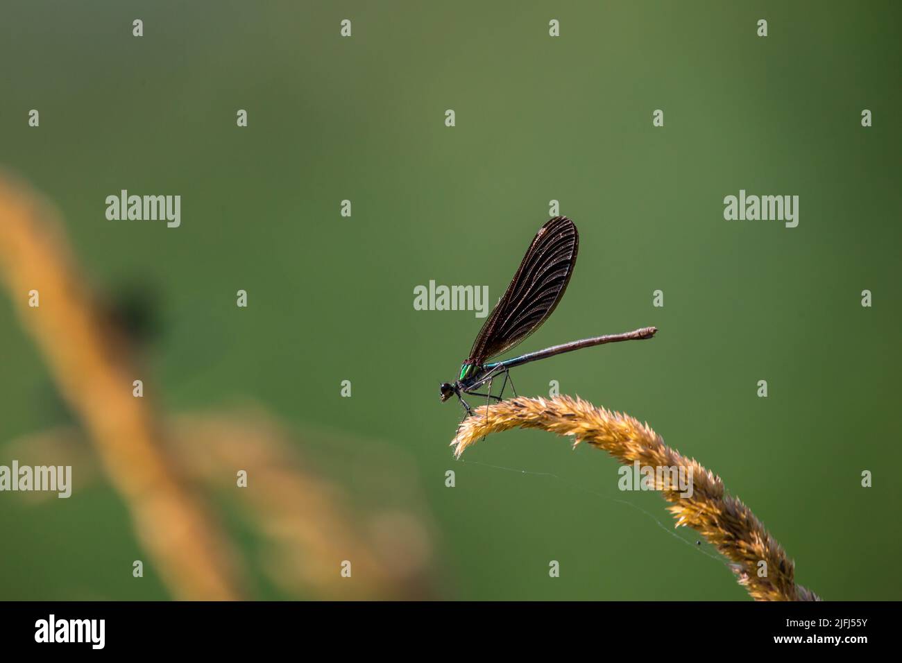 Belle demoiselle (Calopteryx virgo) Foto Stock