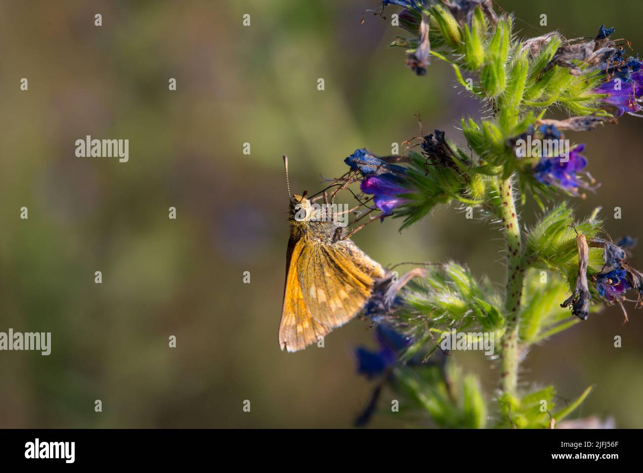Grande skipper (Ochlodes sylvanus) Foto Stock