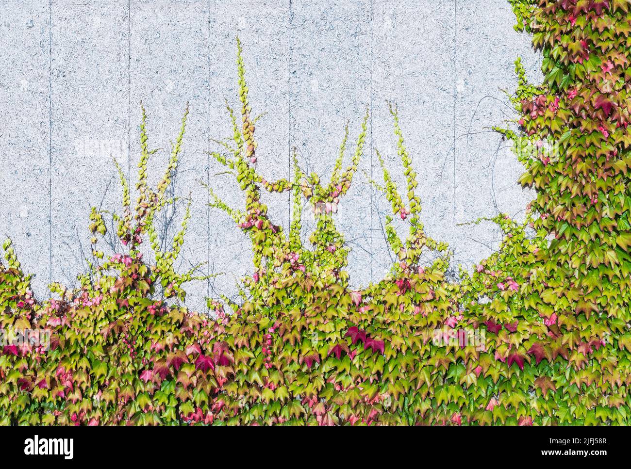 Splendida vegetazione di edera di Boston che si arrampica sulla barriera antirumore dipinta di bianco. Partenocischi tricuspidata. Foglie ornamentali di colore rosso o verde sulla parete OSB. Foto Stock