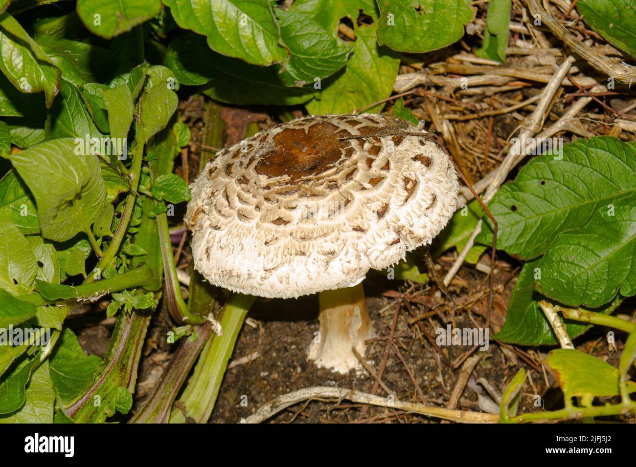 Uno sguardo alla vita in Nuova Zelanda: Foraging per i funghi selvatici: Shaggy Parasol (Chlorophyllum rhacodes): Una scelta commestibile. Foto Stock