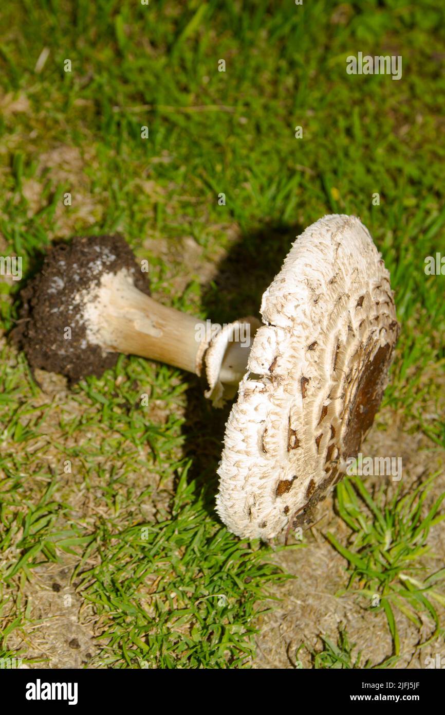 Uno sguardo alla vita in Nuova Zelanda: Foraging per i funghi selvatici: Shaggy Parasol (Chlorophyllum rhacodes): Una scelta commestibile. Foto Stock