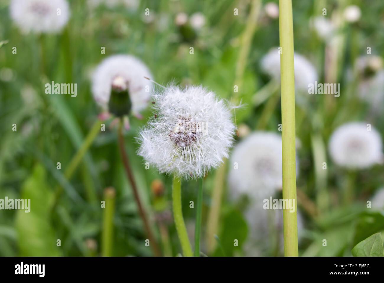 Germoglio di dente di leone bianco su sfondo verde sfocato primo piano Foto Stock