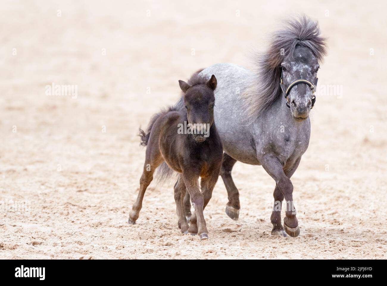 Cavallo americano in miniatura con un nemico. Un purosangue bellissimi mini cavalli. Luce solare. Estate Foto Stock