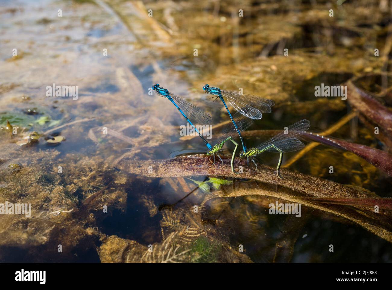 Maschio e femmina comune Damselfy blu, Enallagma cyathigerium, accoppiamento. Foto Stock