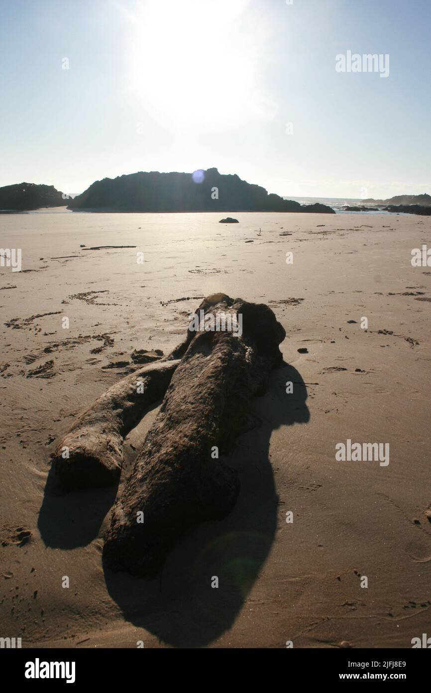 Accedere sulla spiaggia Foto Stock