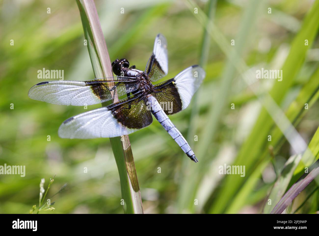 Vedova Skimmer maschio. Foothills Park, Contea di Santa Clara, California, Stati Uniti. Foto Stock