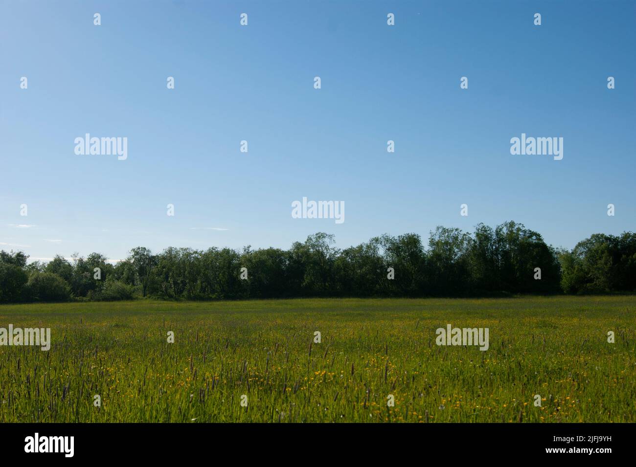Natura russa del nord in estati fredde. Campo con erbe selvatiche, cespugli, cielo blu. Foto Stock