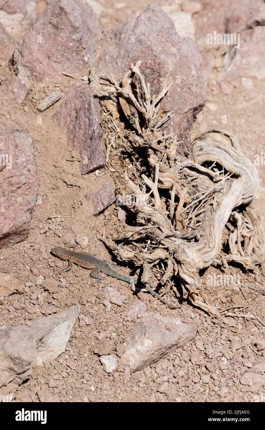 Comune lucertola fiammellata o Uta stansburiana con coloratissime scaglie di blu, turchese, giallo, marrone su terreno roccioso desertico accanto a rami secchi. Foto Stock