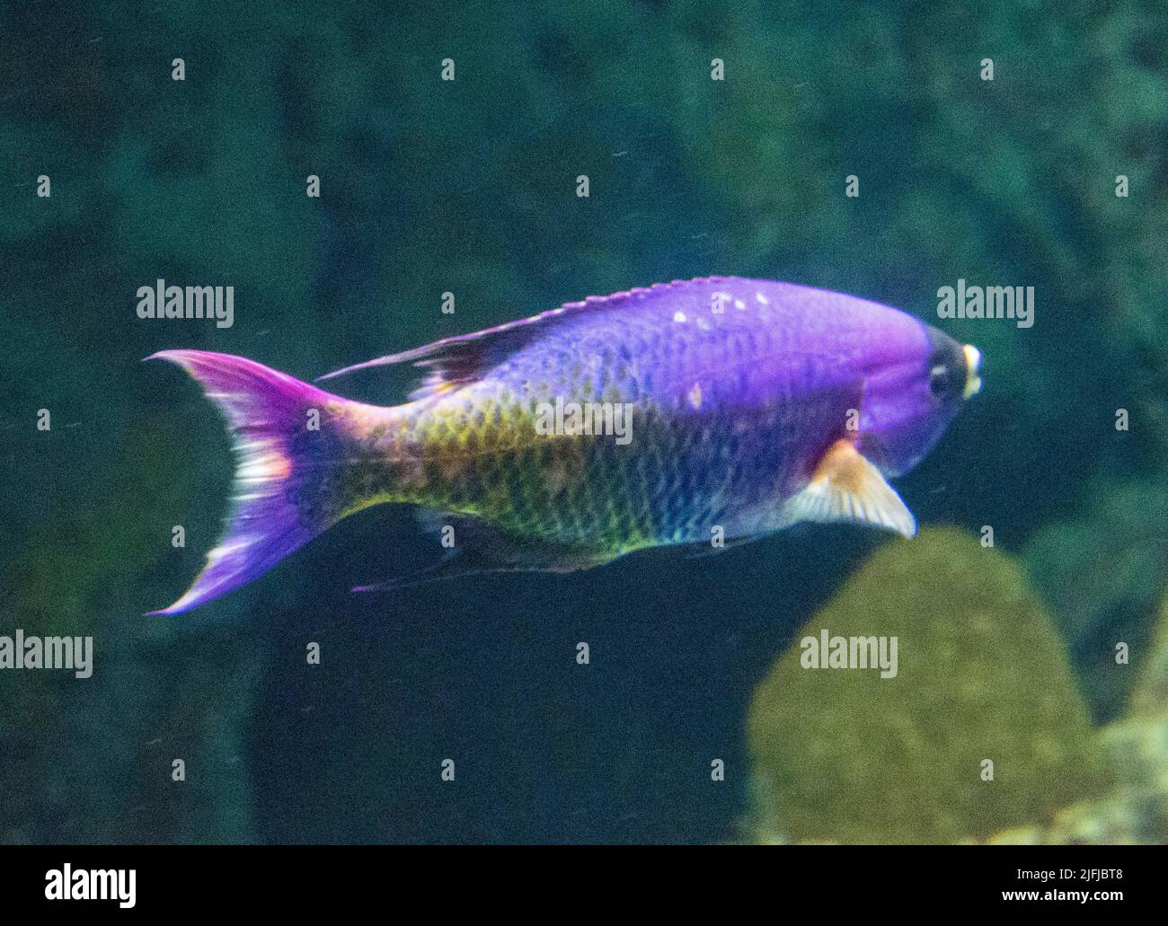 Pesce viola brillante con squame gialle sulla coda, labbra gialle e una maschera di bandito sugli occhi. Foto Stock