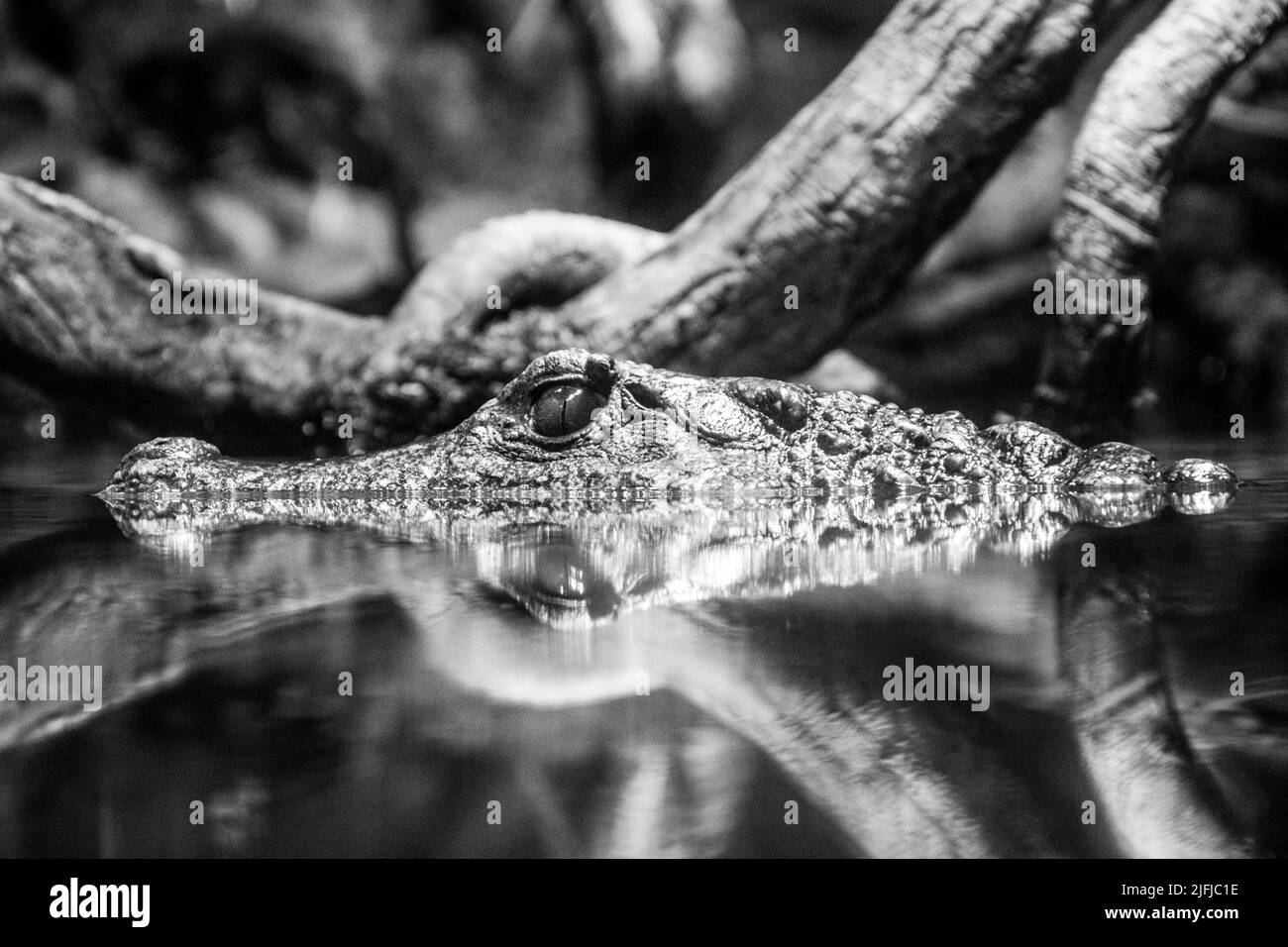 Caimano dalla facciata liscia (Paleosuchus trigonatus) con la testa sopra l'acqua, nell'Acquario di Baltimora. Foto Stock