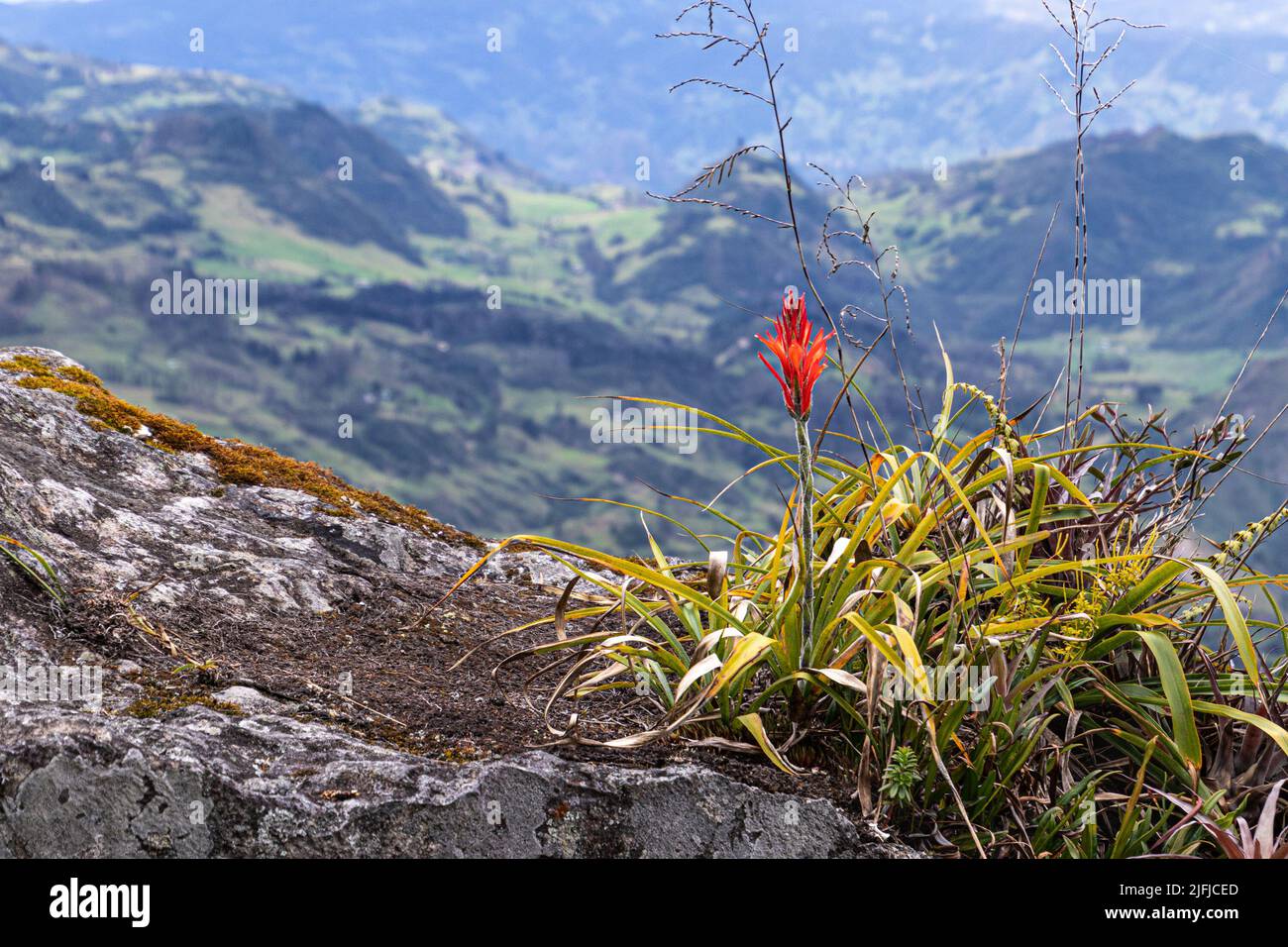 Fiore di bromeliad che cresce sulla pietra enorme con sfondo di montagna. Andes, Ecuador Foto Stock