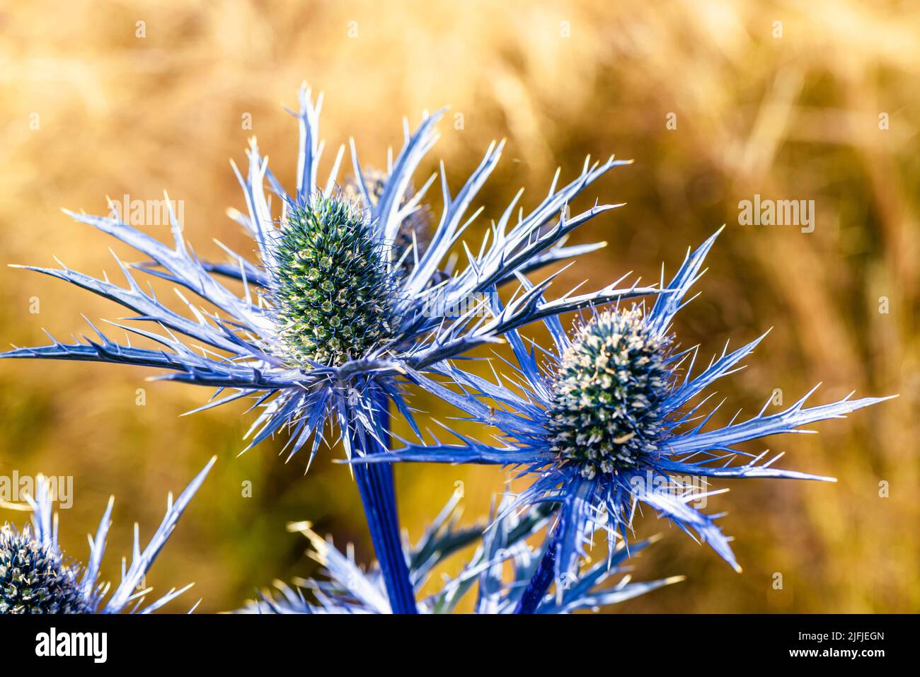Blue Hobbit, Sea Holly, Eryngium Planum fiori Foto Stock