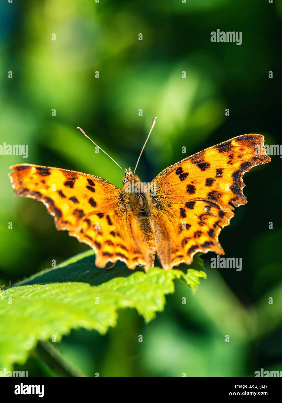 Comma, Polygonia c-album, Butterfly on green leaf Foto Stock