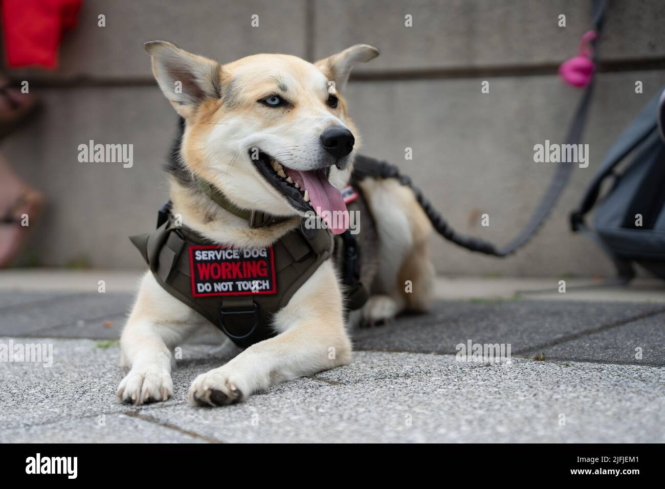 Un cane di servizio in formazione si rilassa al National War Memorial di Ottawa, Canada. Foto Stock