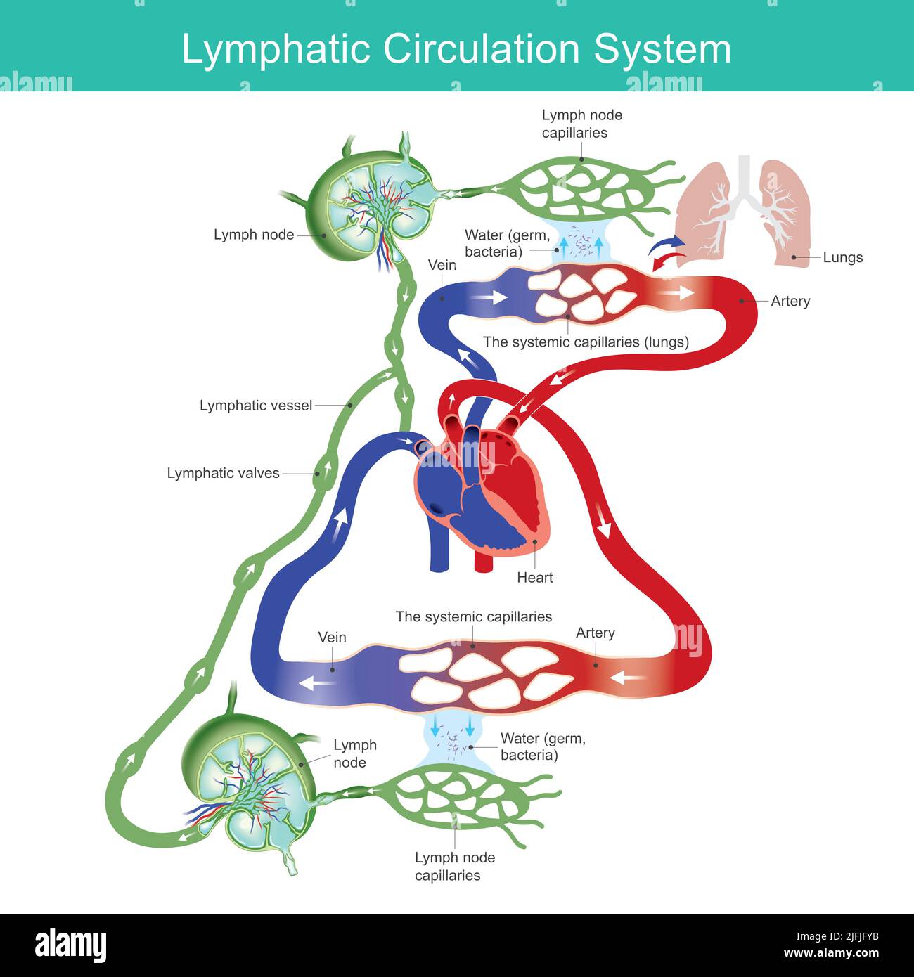 Sistema di circolazione linfatica. Diagramma del sistema di circolazione linfatica per l'educazione medica. Illustrazione. Illustrazione Vettoriale