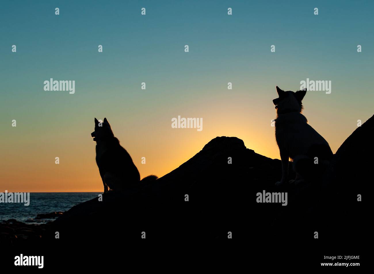 Due cani Husky silhouette si siedono al tramonto sulla costa del Golfo di San Lorenzo in Gaspe Peninsula, Quebec, Canada Foto Stock