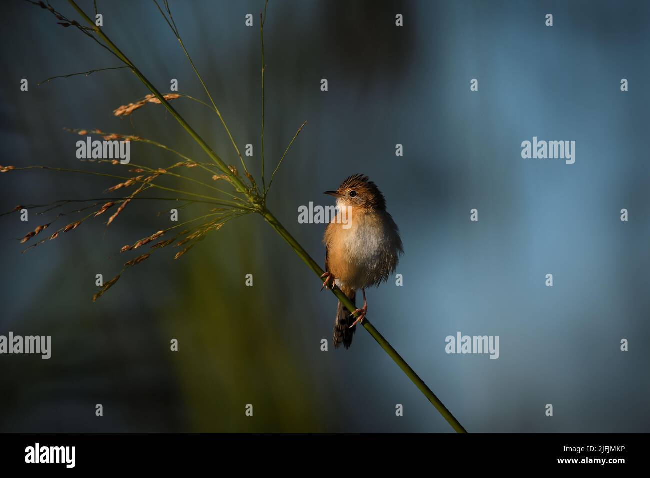 Un uccello maschile australiano a testa dorata di cisticola -cisticola exilis- arroccato su un gambo di erba alta, leggermente umido dalla rugiada notturna, al mattino Foto Stock