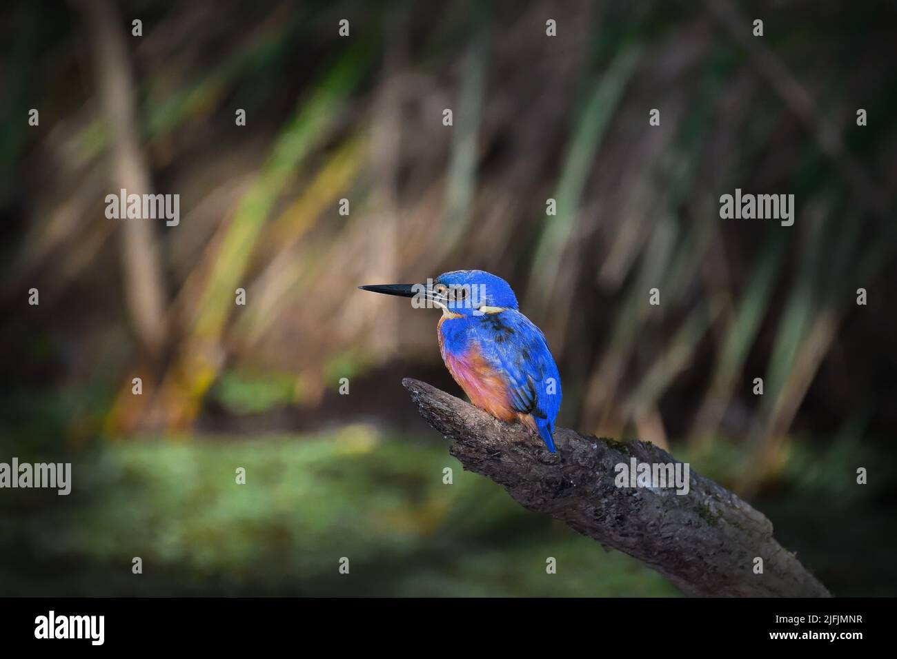 Un uccello australiano del Kingfisher di Azure -Alcedo azurea- arroccato su un ceppo vecchio dell'albero in luce molle del mattino presto che cerca il cibo Foto Stock