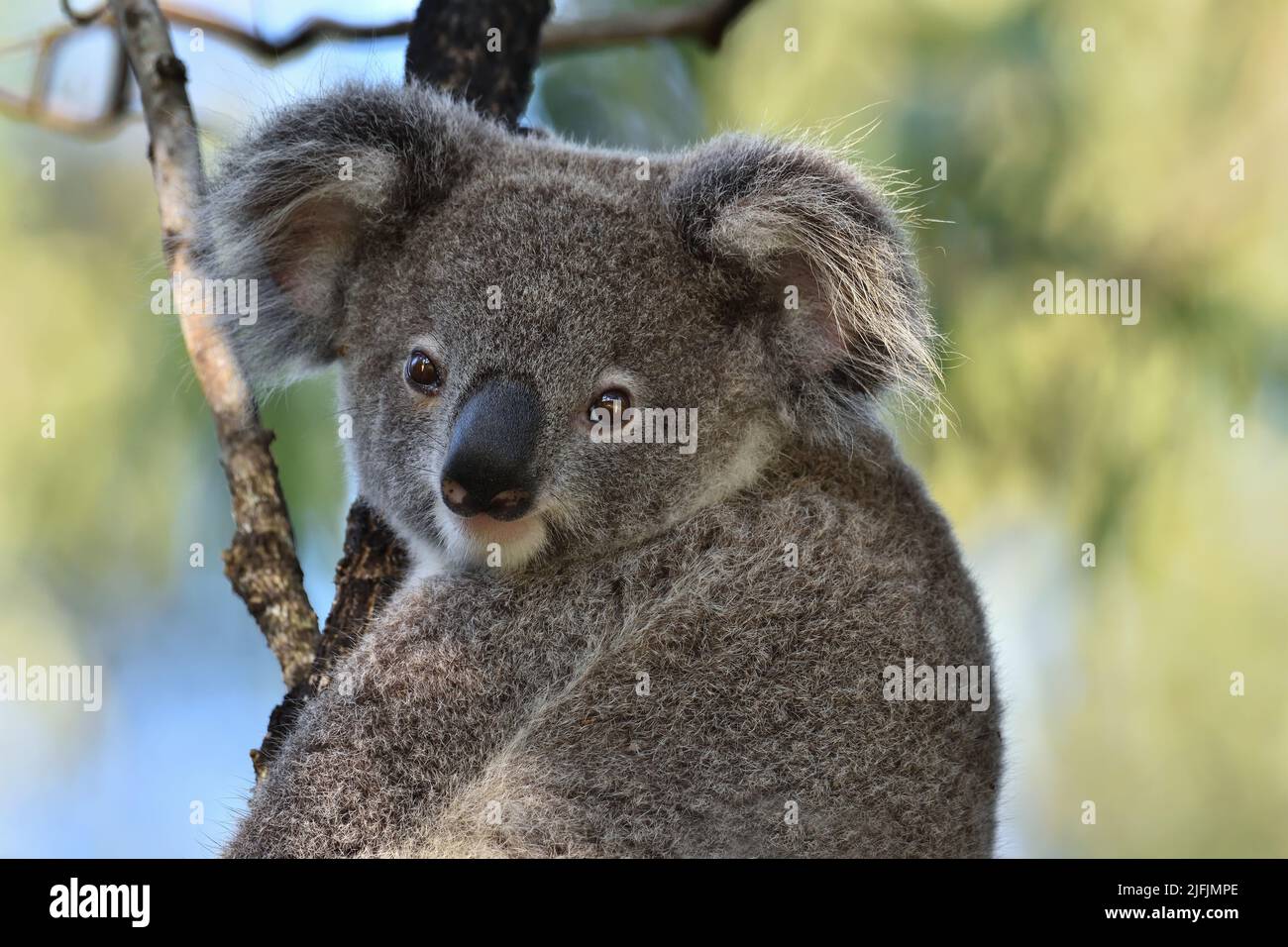Un australiano Koala Joey -Phascolarctos cinereus- Marsupial in un albero che guarda la fotocamera in morbida luce del mattino presto Foto Stock