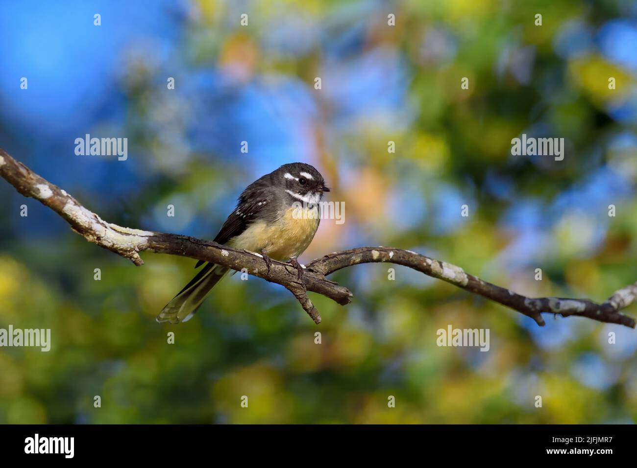 Un uccello Australian Grey Fantail -Rhipidura fuliginosa- arroccato su un ramo d'albero in una luce soft e colorata al mattino presto Foto Stock