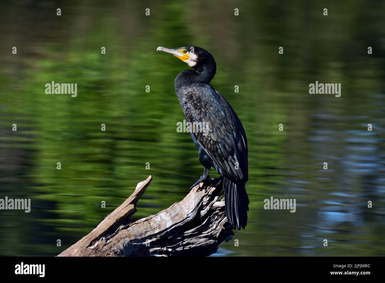 Un adulto australiano Great Cormorant -Phalacrocorax carbo- uccello che riposa su un vecchio ceppo in una laguna in morbida luce pomeridiana Foto Stock