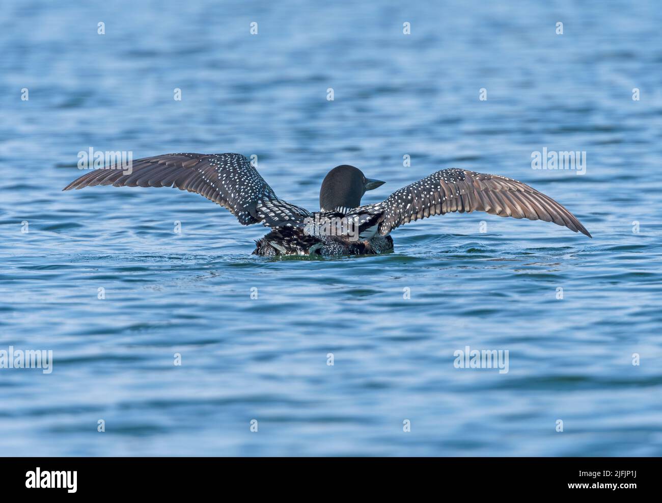 Loon comune che si estende le sue ali sul lago Ottertrack nel Parco Provinciale di Quetico in Ontario Foto Stock