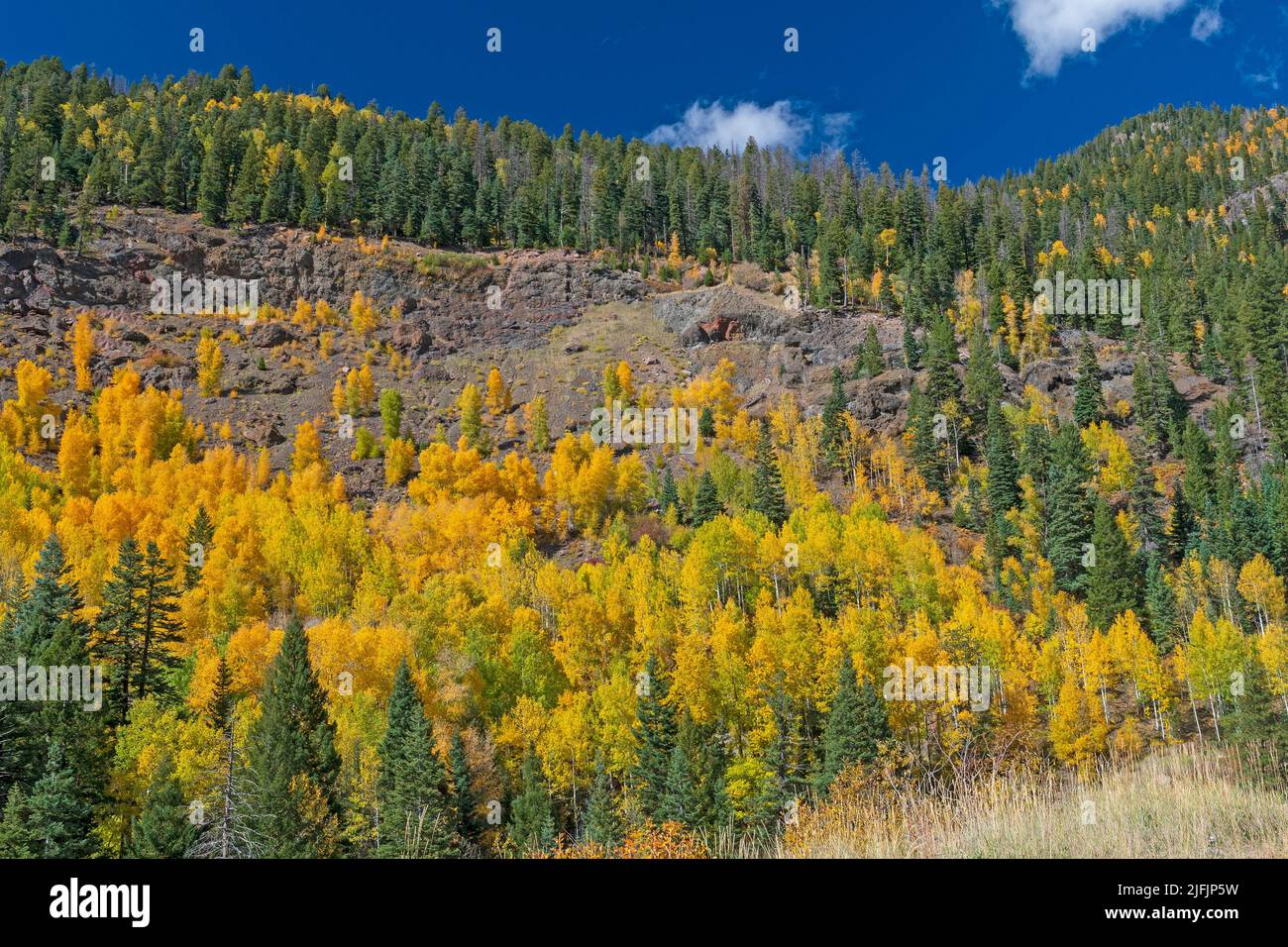 Aspen giallo in autunno facendo la loro strada su una pendenza rocciosa vicino Piedra, Colorado Foto Stock