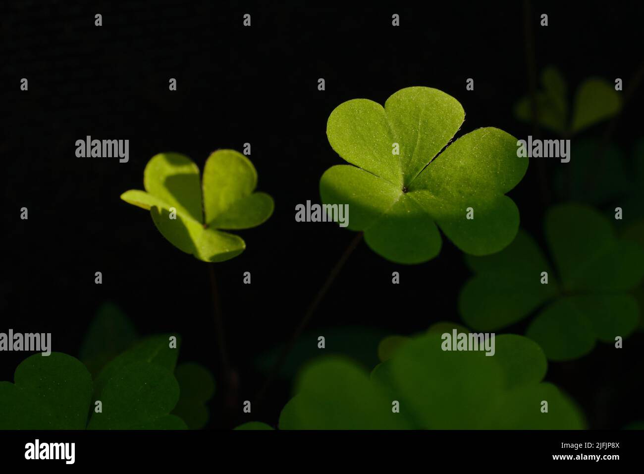 Le foglie di trifoglio verdi a tre foglie sono visibili in luce naturale irregolare con sfondo scuro Foto Stock