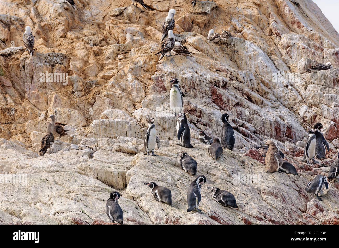 Un gruppo di pinguini Humboldt su un'isola remota sull'isola Ballestas in Perù Foto Stock
