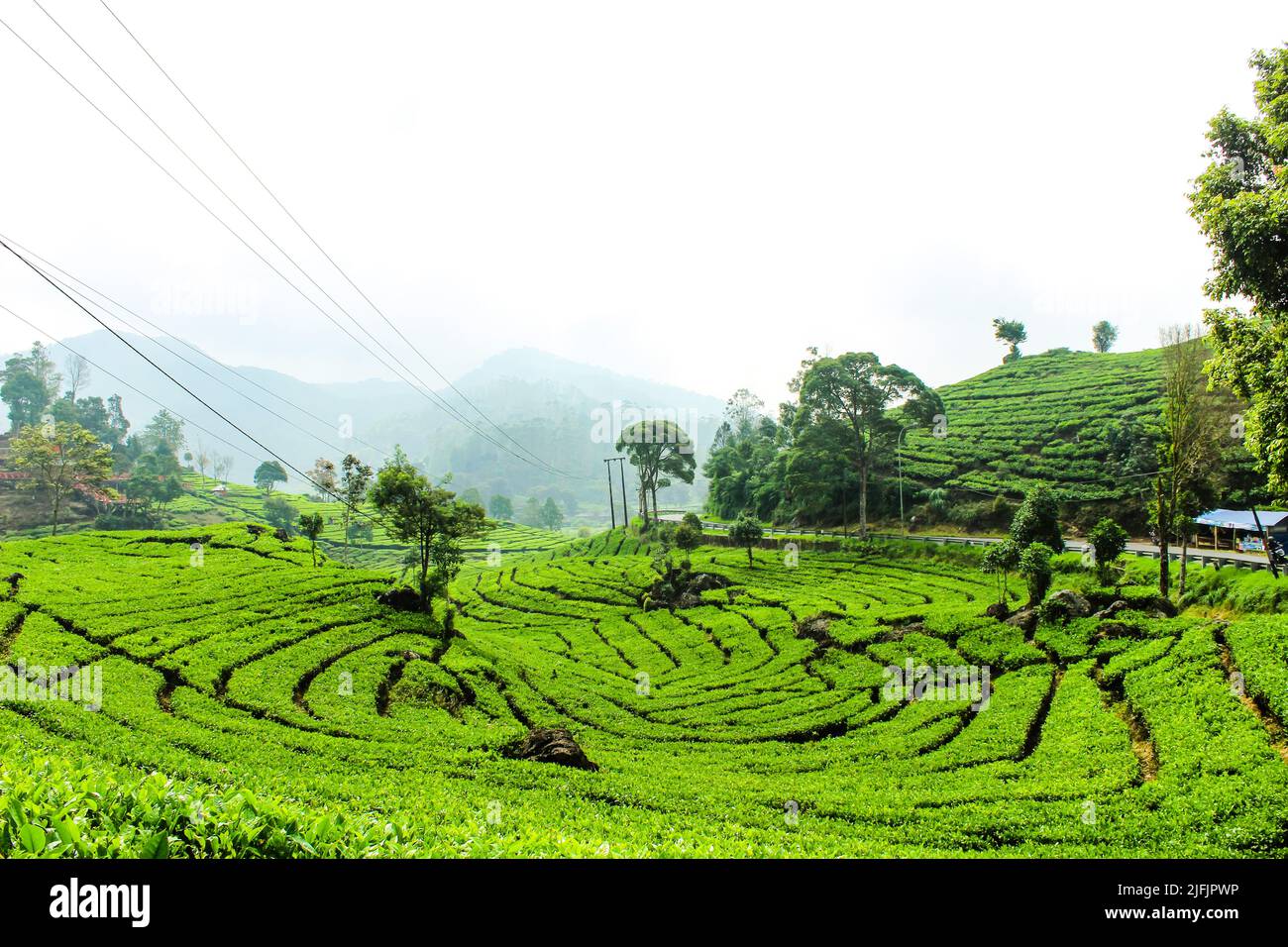 Piantagione di tè e alberi. Greentea foglie sfondo Foto Stock