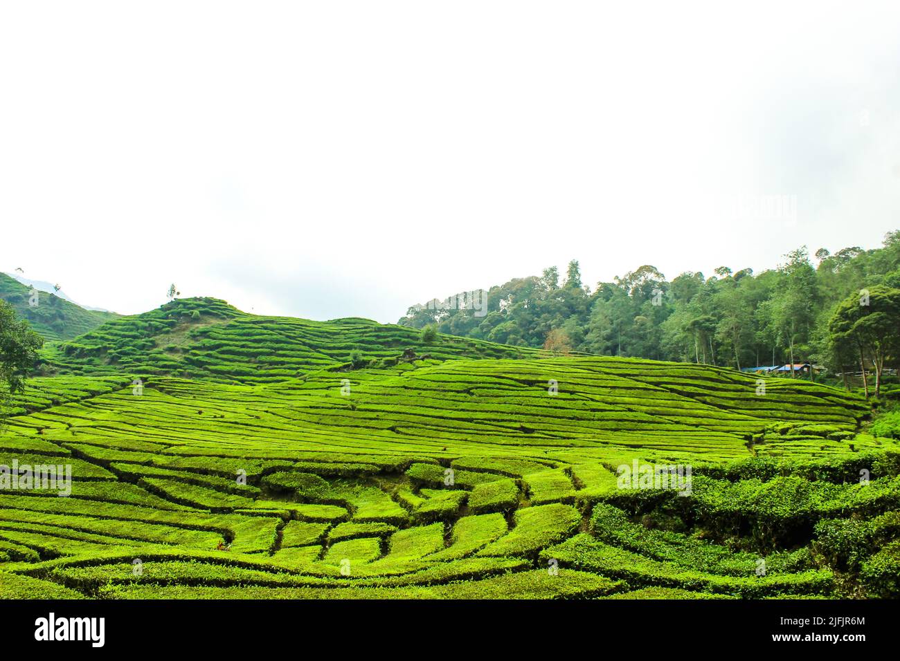 Piantagione di tè e alberi. Greentea foglie sfondo Foto Stock