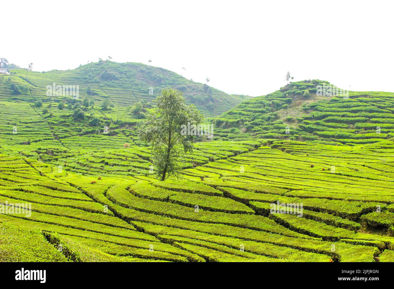 Piantagione di tè e alberi. Greentea foglie sfondo Foto Stock