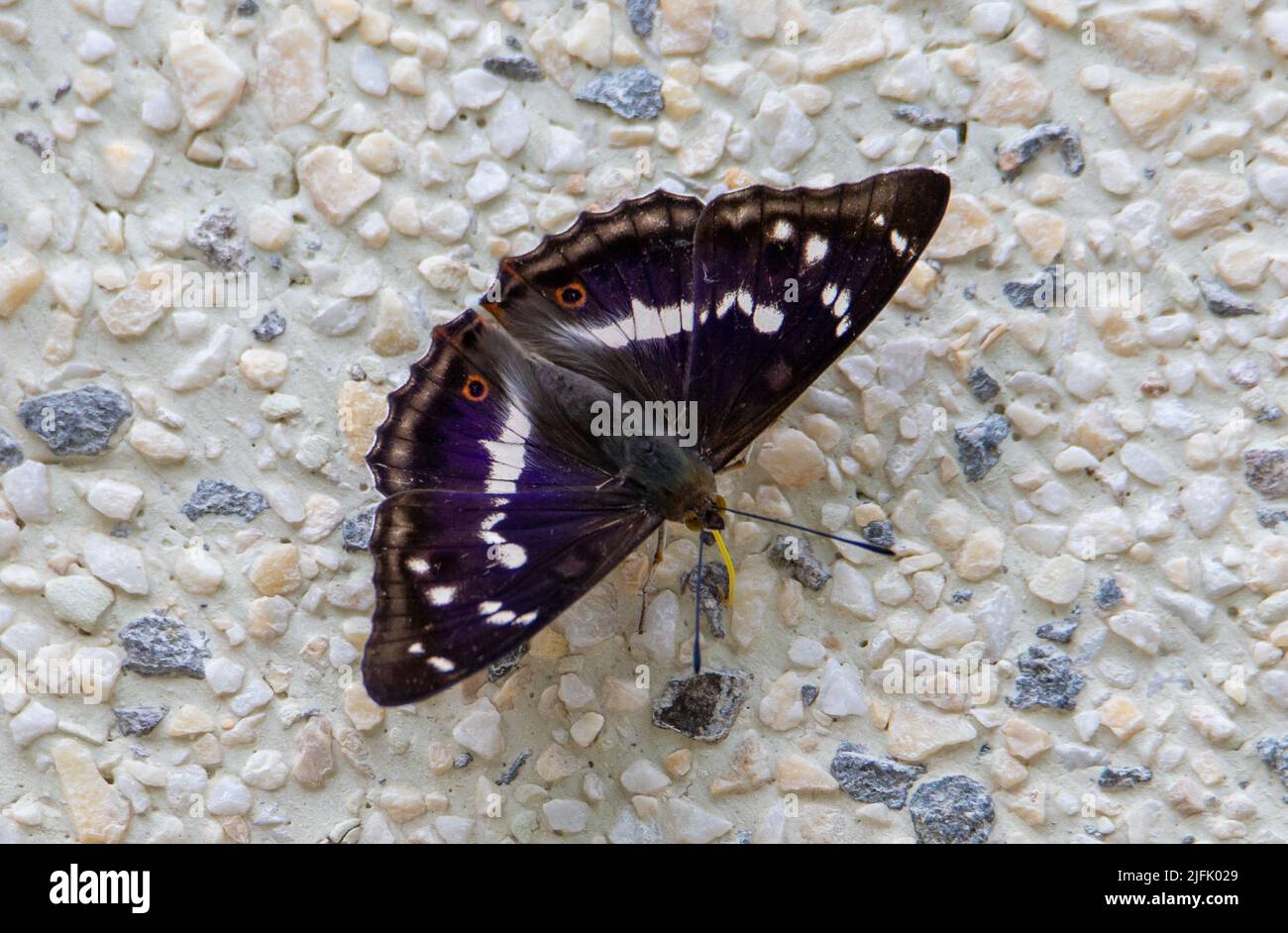 Un primo piano con una farfalla Apaatura iris sul muro, viola emperiore, uno Foto Stock