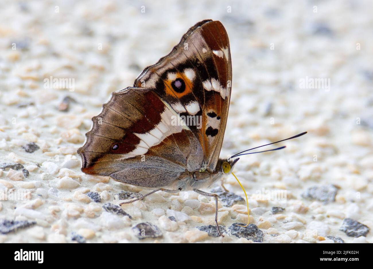 Un primo piano con una farfalla Apaatura iris sul muro, viola emperiore, uno Foto Stock
