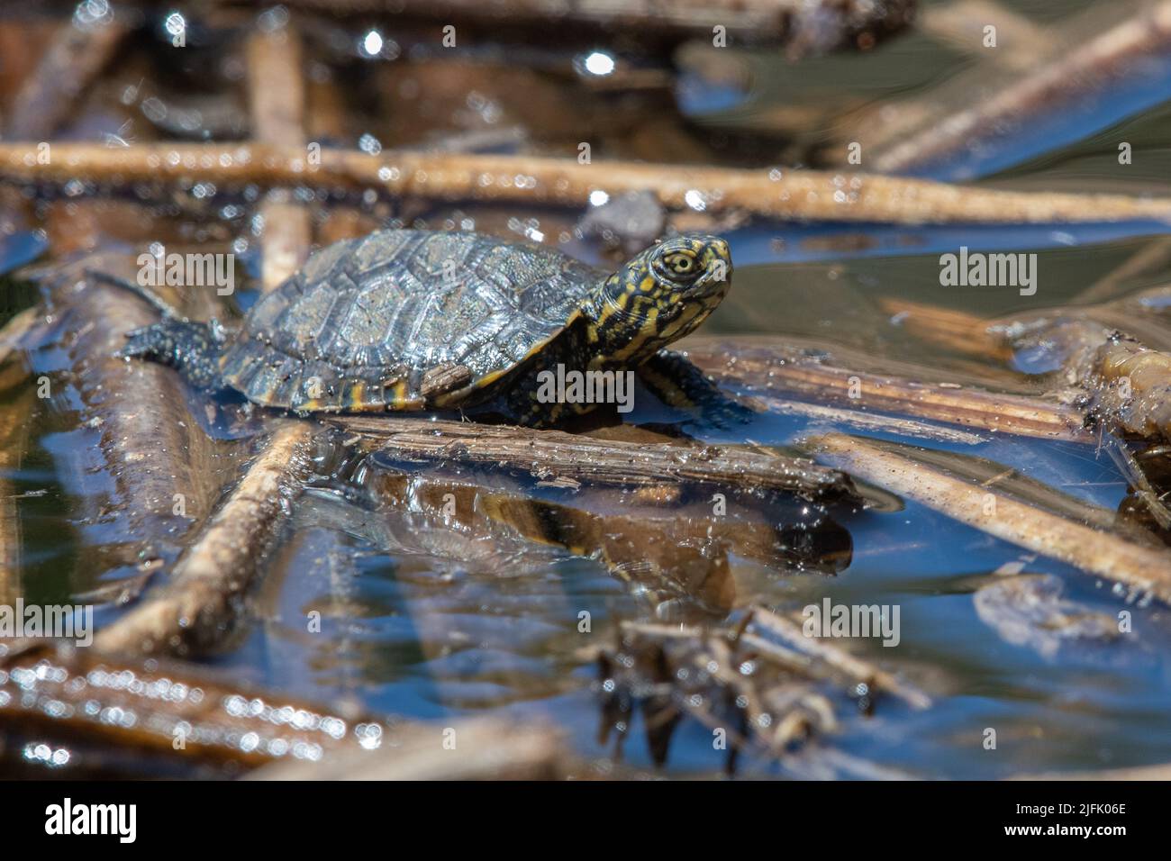 Una tartaruga di stagno occidentale del Tony (Actinemys marmorata) una specie minacciata del rettile dalla California e dalla costa occidentale, Stati Uniti. Foto Stock
