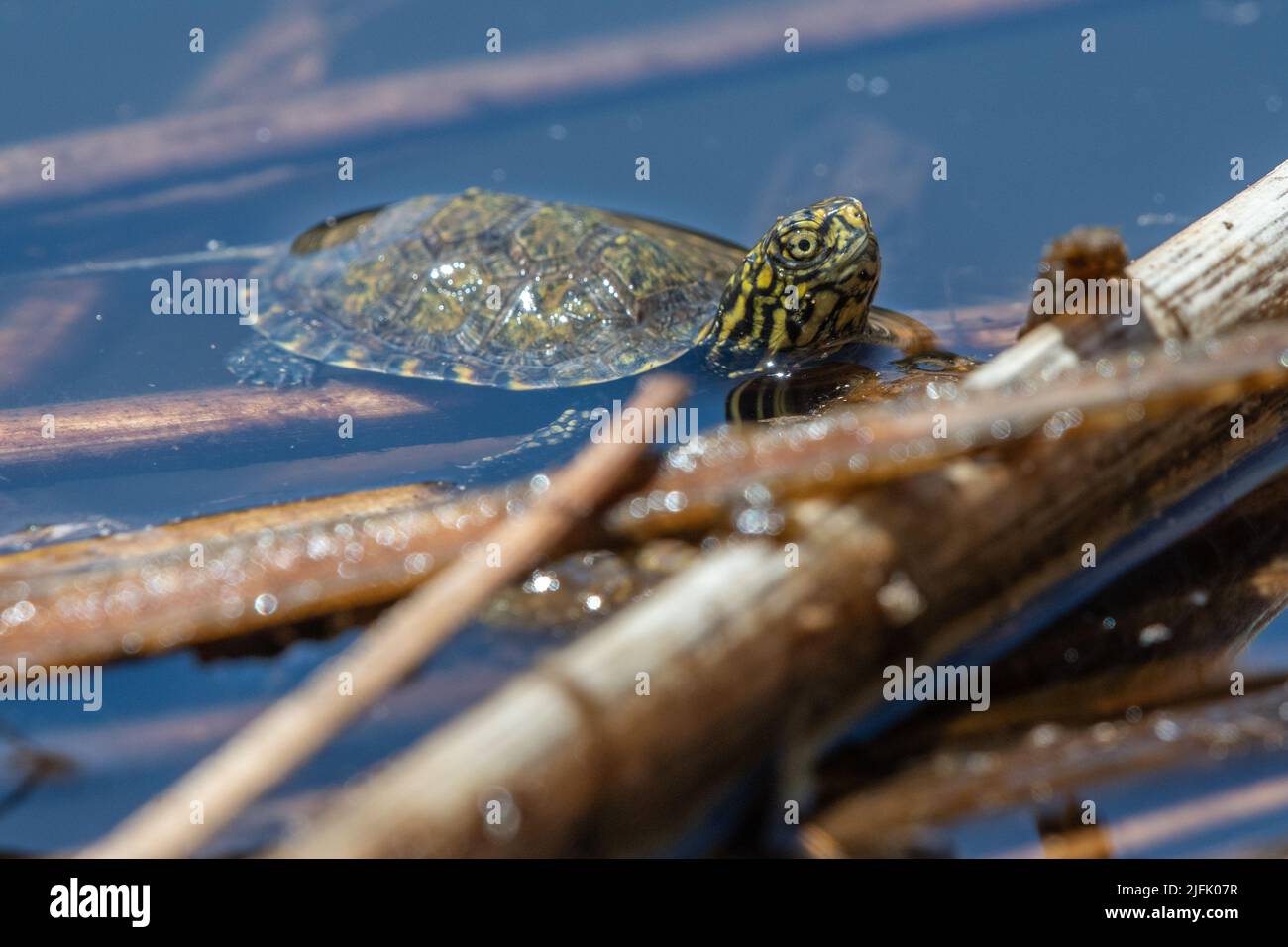 Una tartaruga di stagno occidentale del Tony (Actinemys marmorata) una specie minacciata del rettile dalla California e dalla costa occidentale, Stati Uniti. Foto Stock