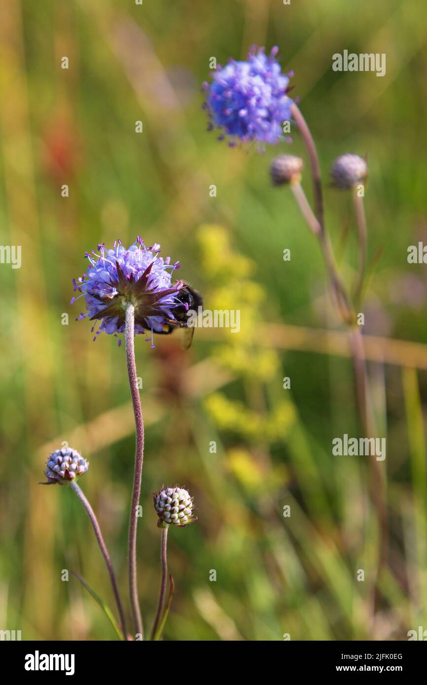Jasione montana fiore con un bumblebee Foto Stock