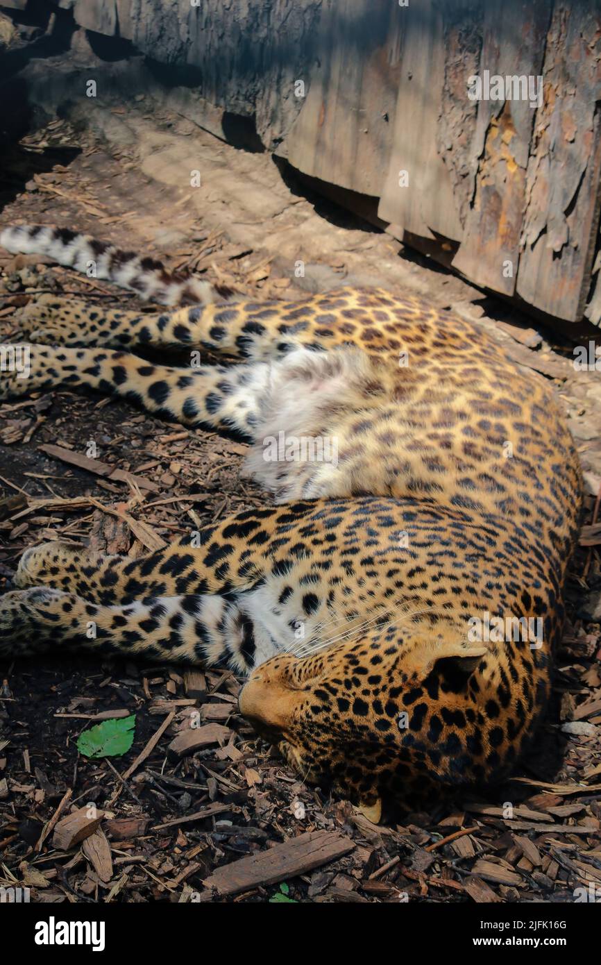 leopardo, Panthera pardus kotiya, grande gatto macchiato adagiato sull'albero nell'habitat naturale. il leopardo si crogiola al sole Foto Stock