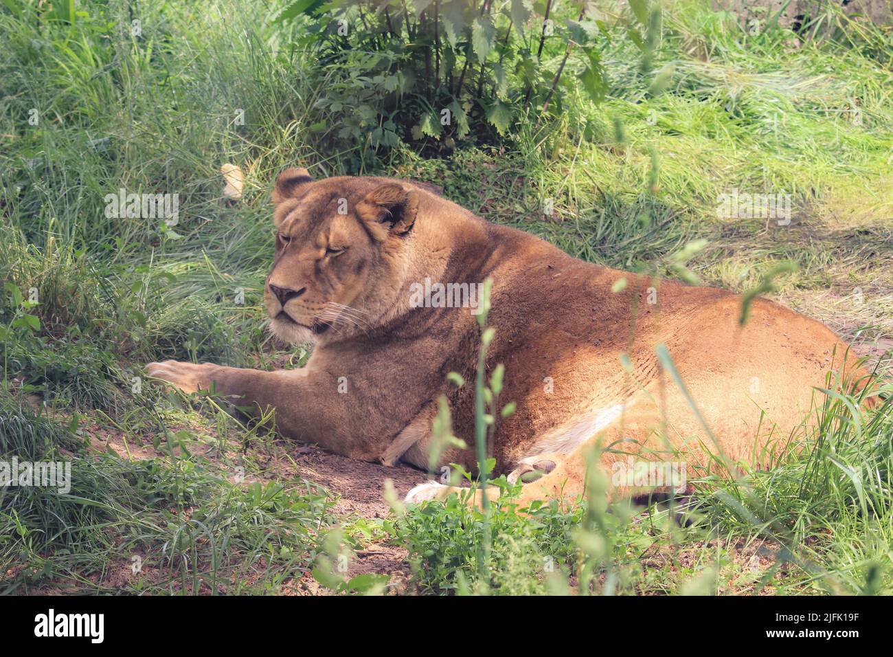 Leone giace sull'erba Foto Stock