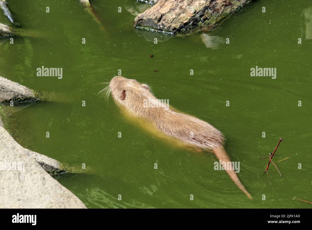 La nutria adulta dai capelli rossi nuota nell'acqua del fiume. Nutria sulla riva e in acqua in una giornata estiva Foto Stock