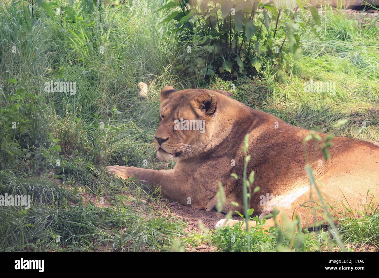 Leone giace sull'erba Foto Stock