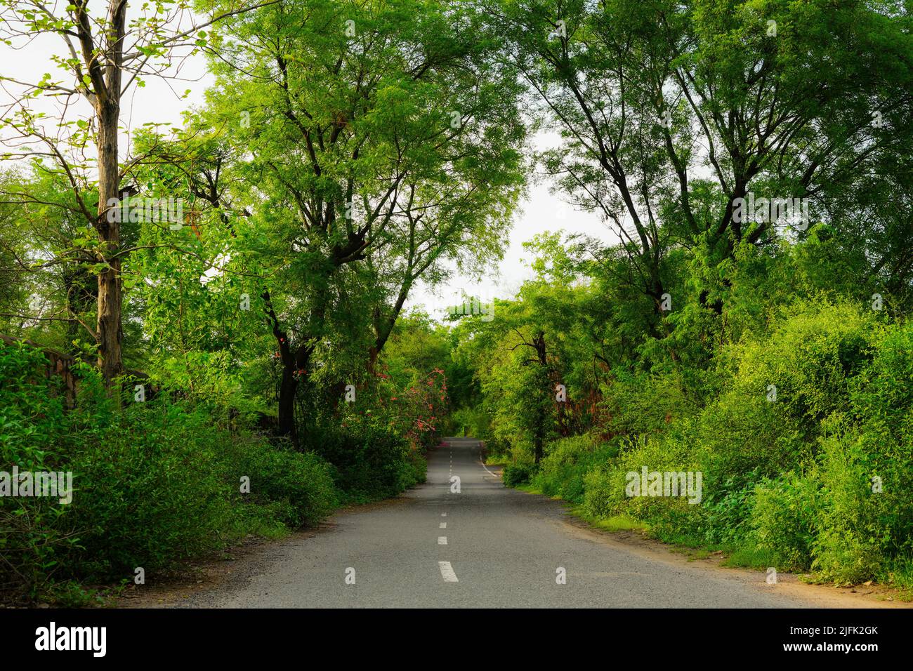 Bella strada attraverso una fitta foresta Foto Stock