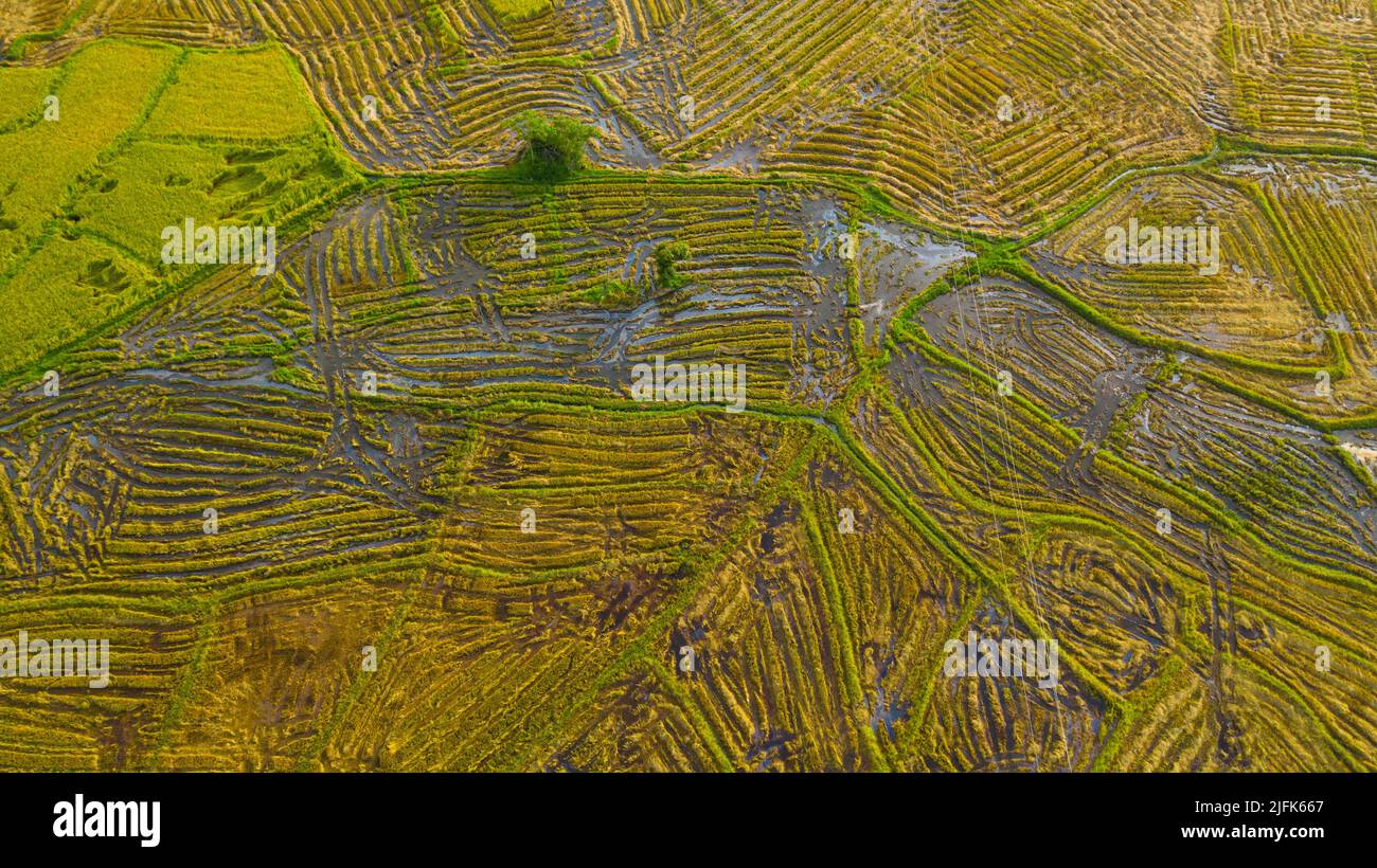 Campi di riso allagati e terreni agricoli. Sri Lanka. Foto Stock