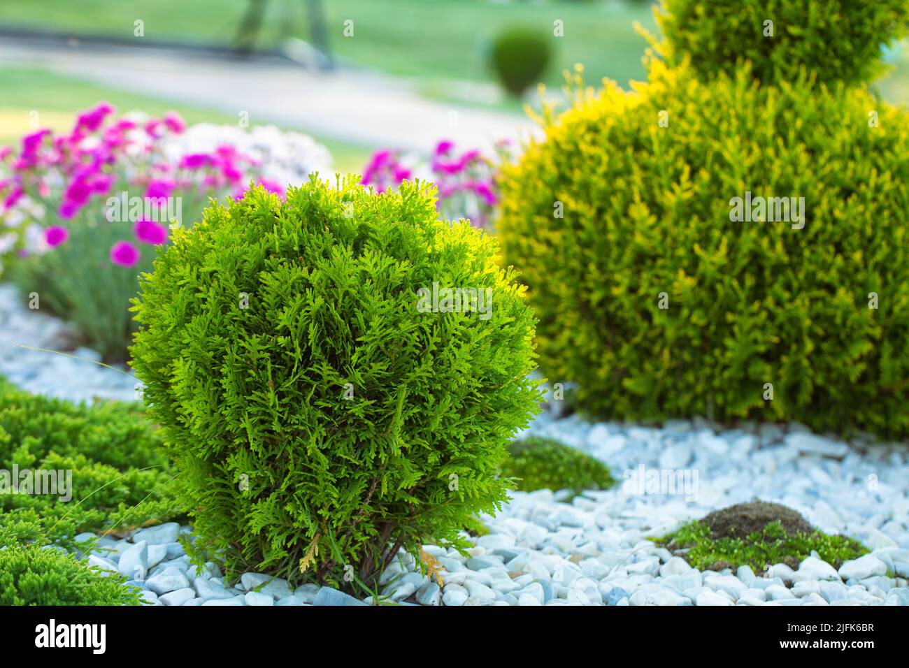 Thuja sferica. L'uso di piante sempreverdi nella progettazione del paesaggio. Foto Stock